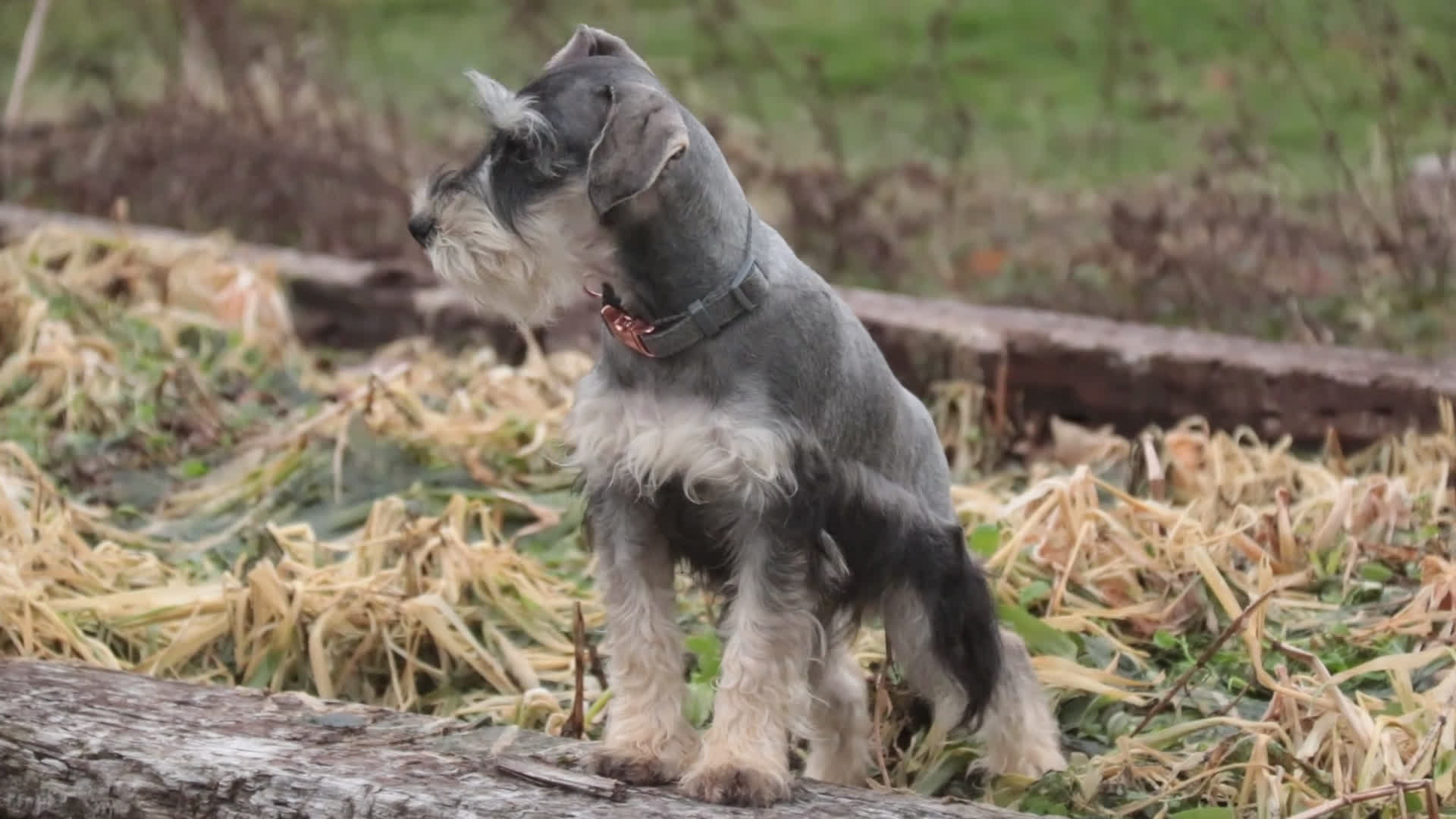 Miniature Schnauzer dogs for sale: Murphy - Video 1