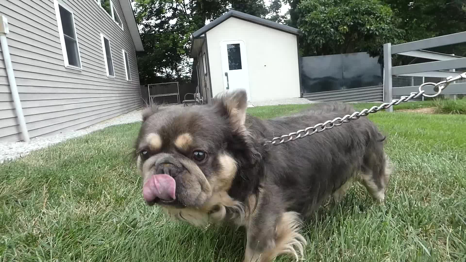 French Bulldog dogs for sale: French Bulldog 1 Diego - Video 1