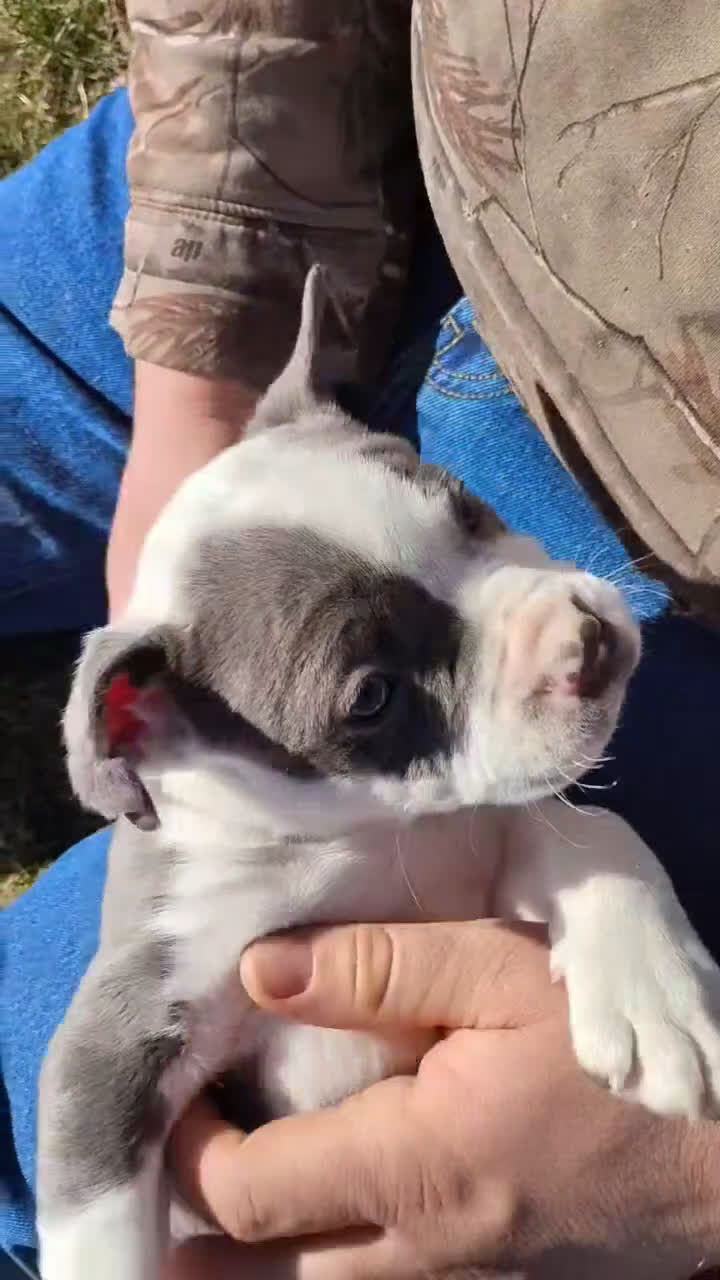 American Pit Bull Terrier dogs for sale: ASH - Video 2