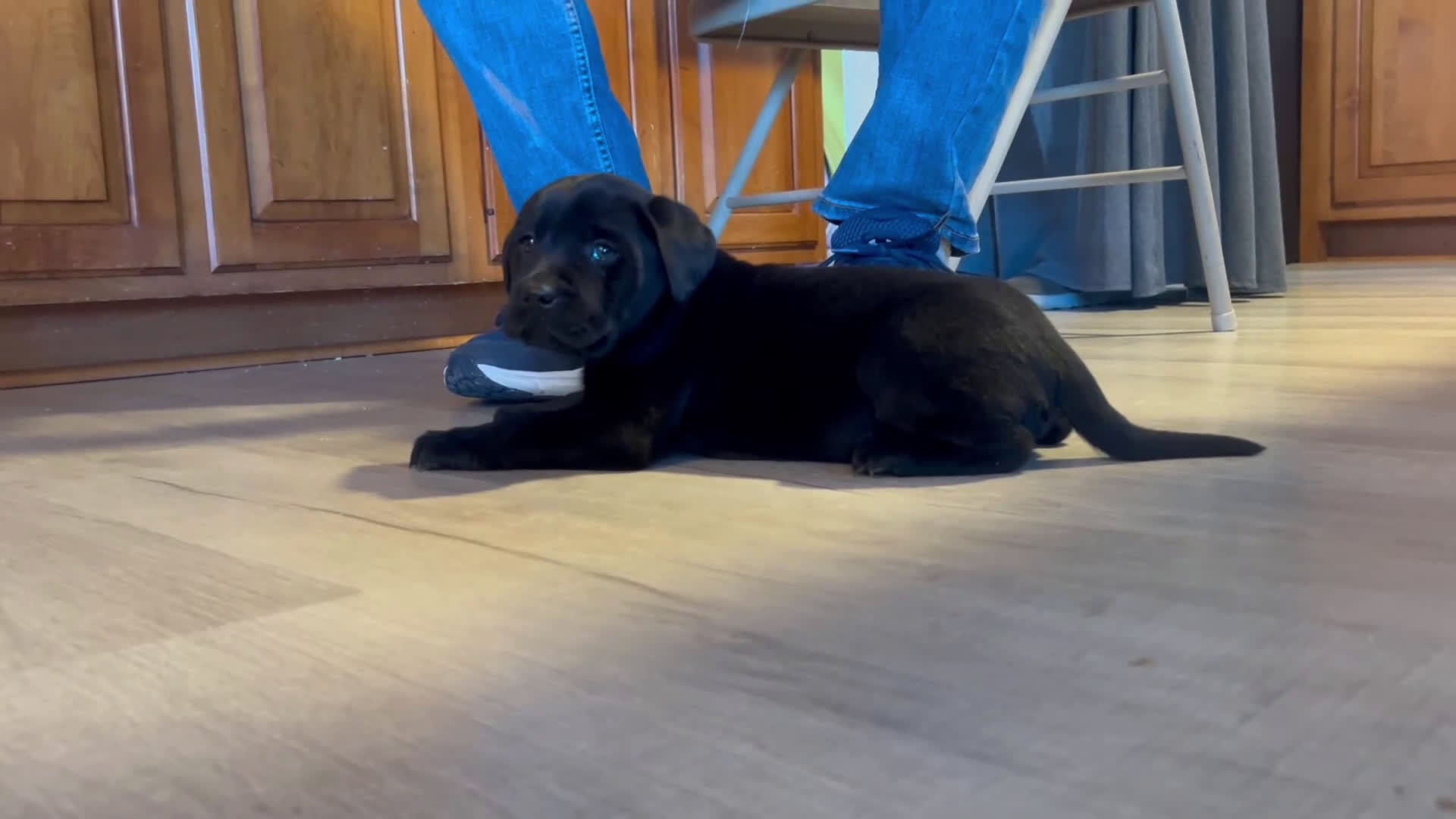 Labrador Retriever dogs for sale: Labrador Retriever Puppy 7 - Video 2
