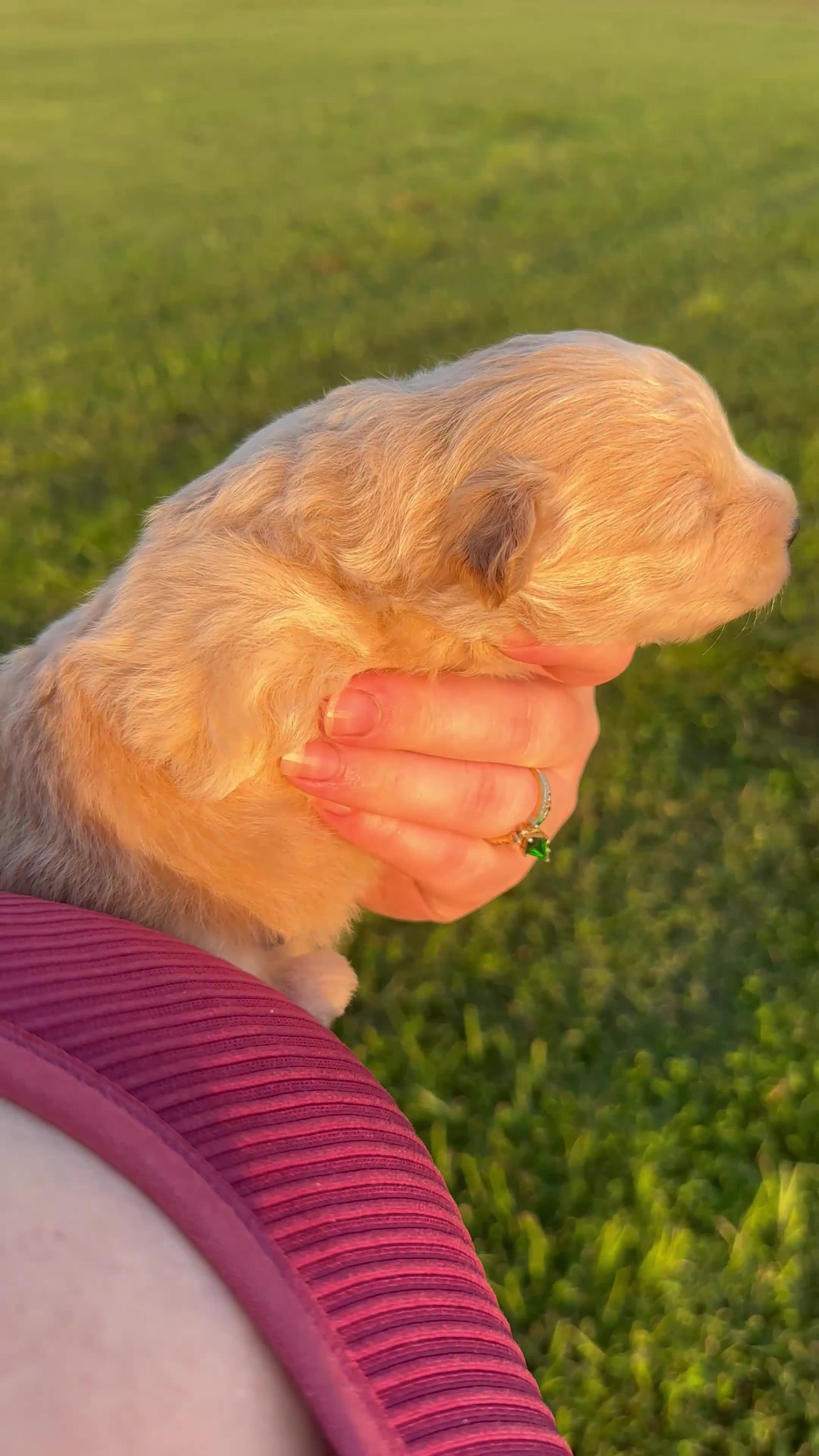 Pomapoo dogs for sale: Kogu - Video 1