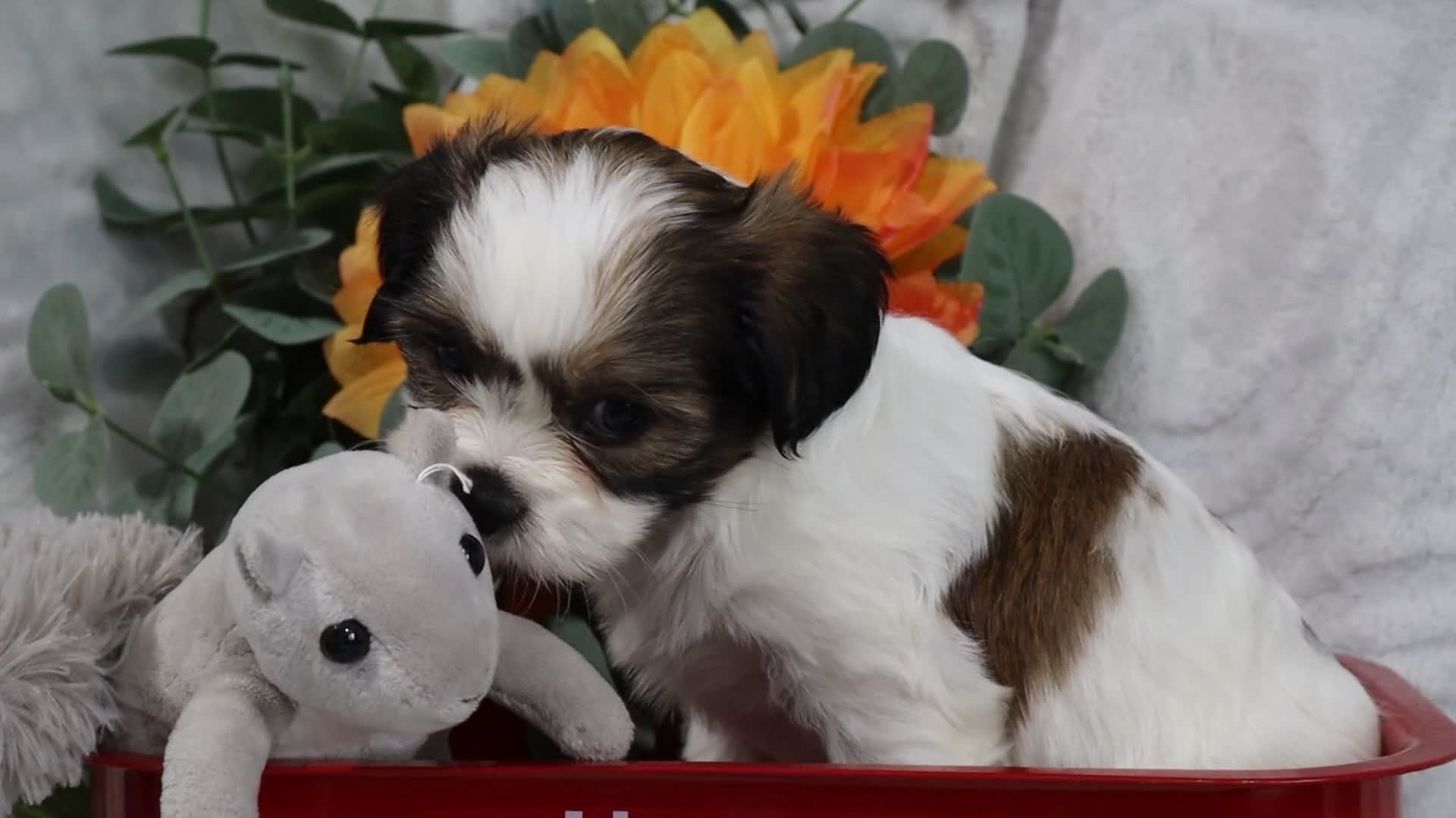 Mixed Breed dogs for sale: Gemma - Video 1