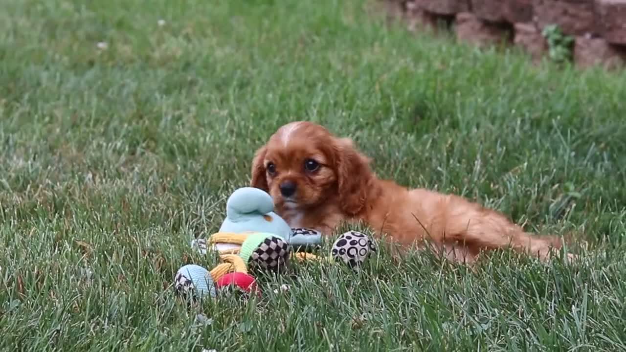 Cavalier King Charles Spaniel dogs for sale: Mason - Video 1