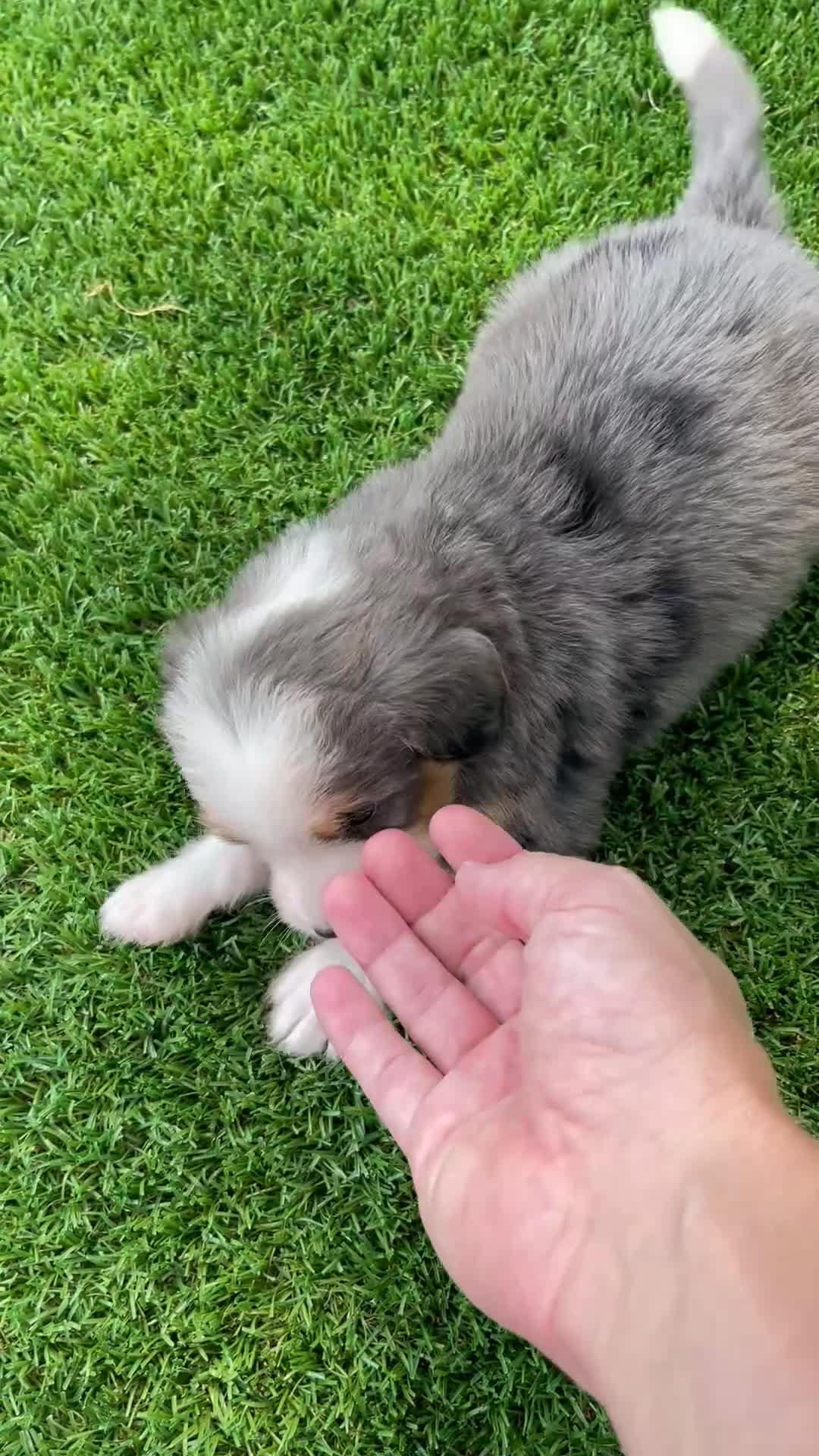 Mini Bernedoodle dogs for sale: Layton  - Video 1