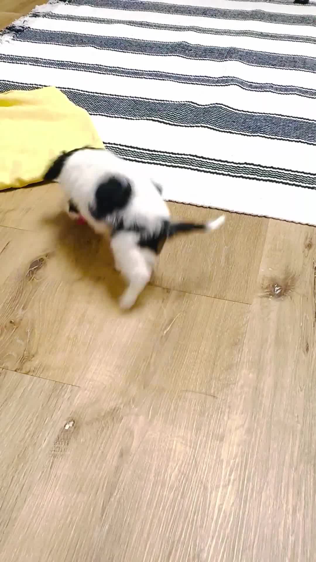 Cavalier King Charles Spaniel dogs for sale: Wilder - Video 1