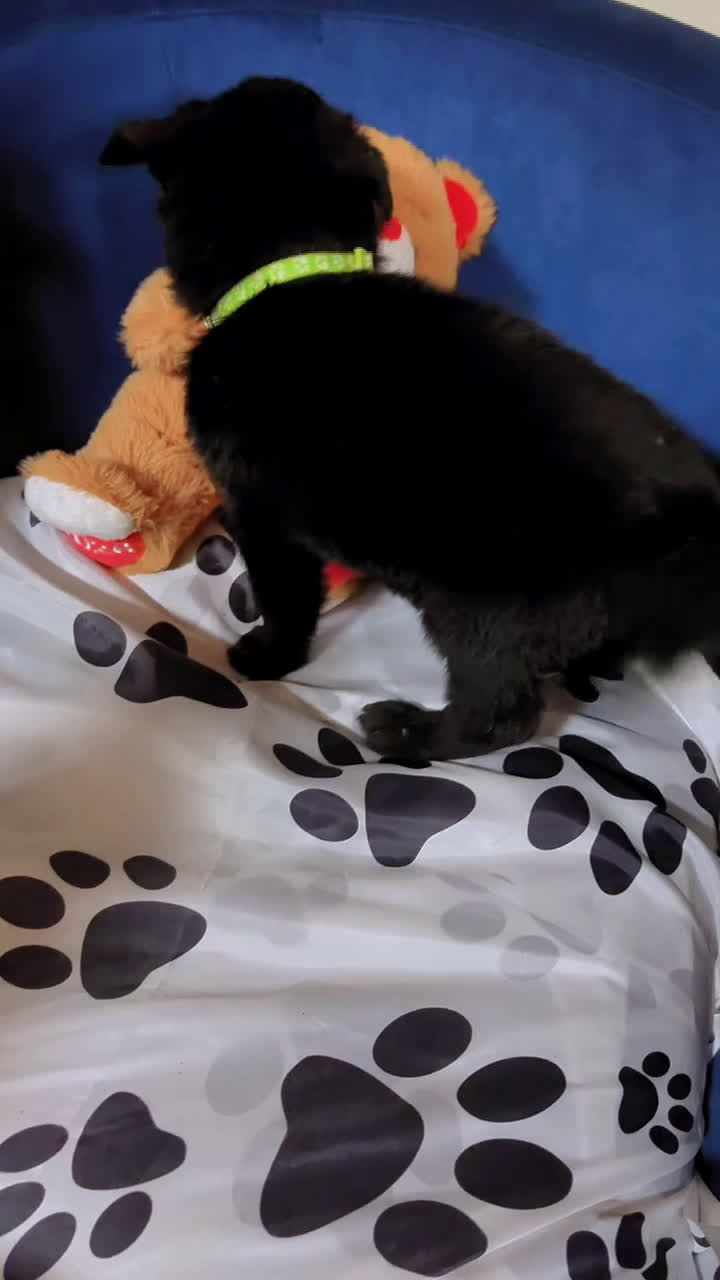 German Shepherd dogs for sale: Shadow  - Video 1