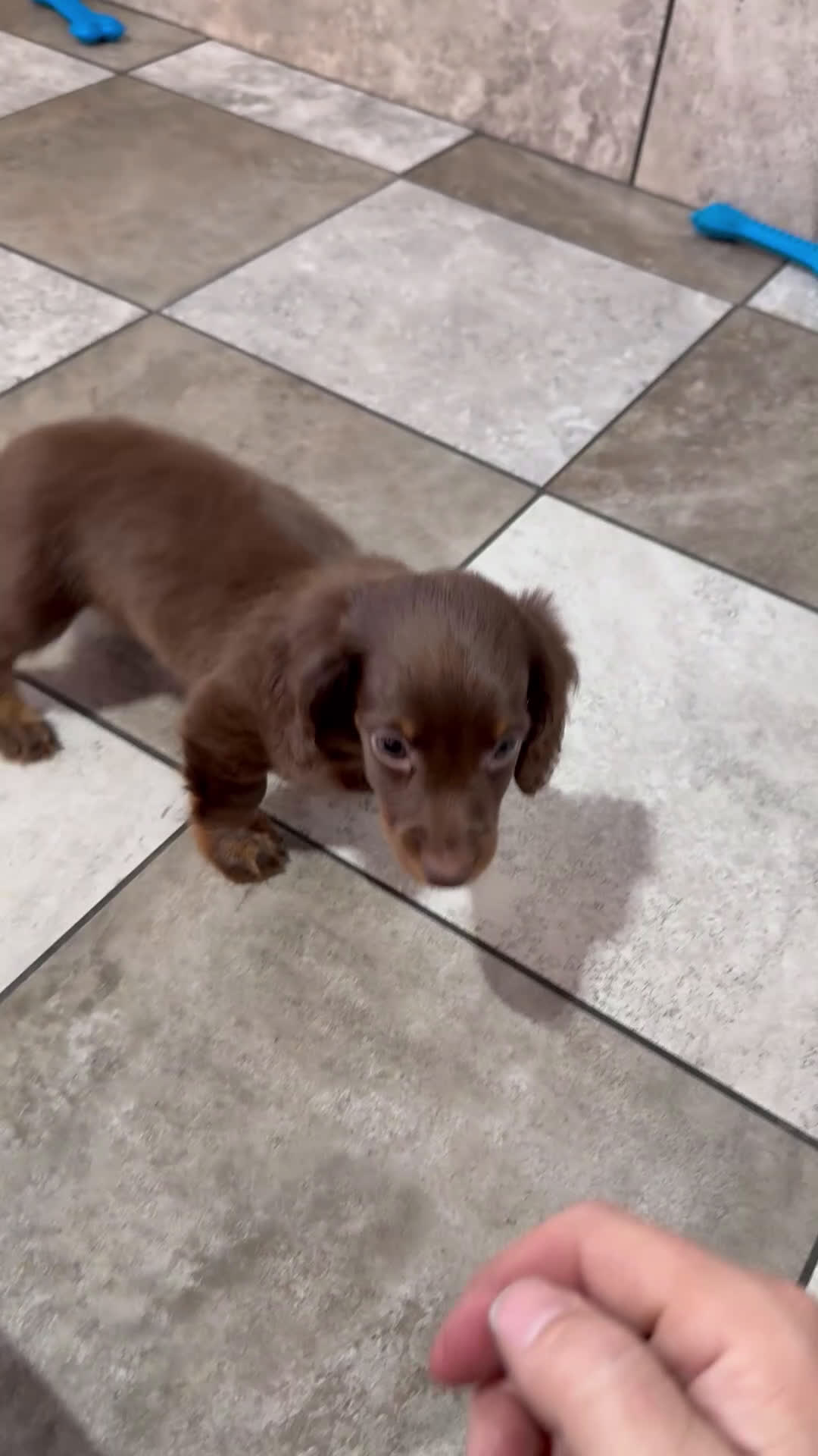 Miniature Dachshund dogs for sale: Emily - Video 1