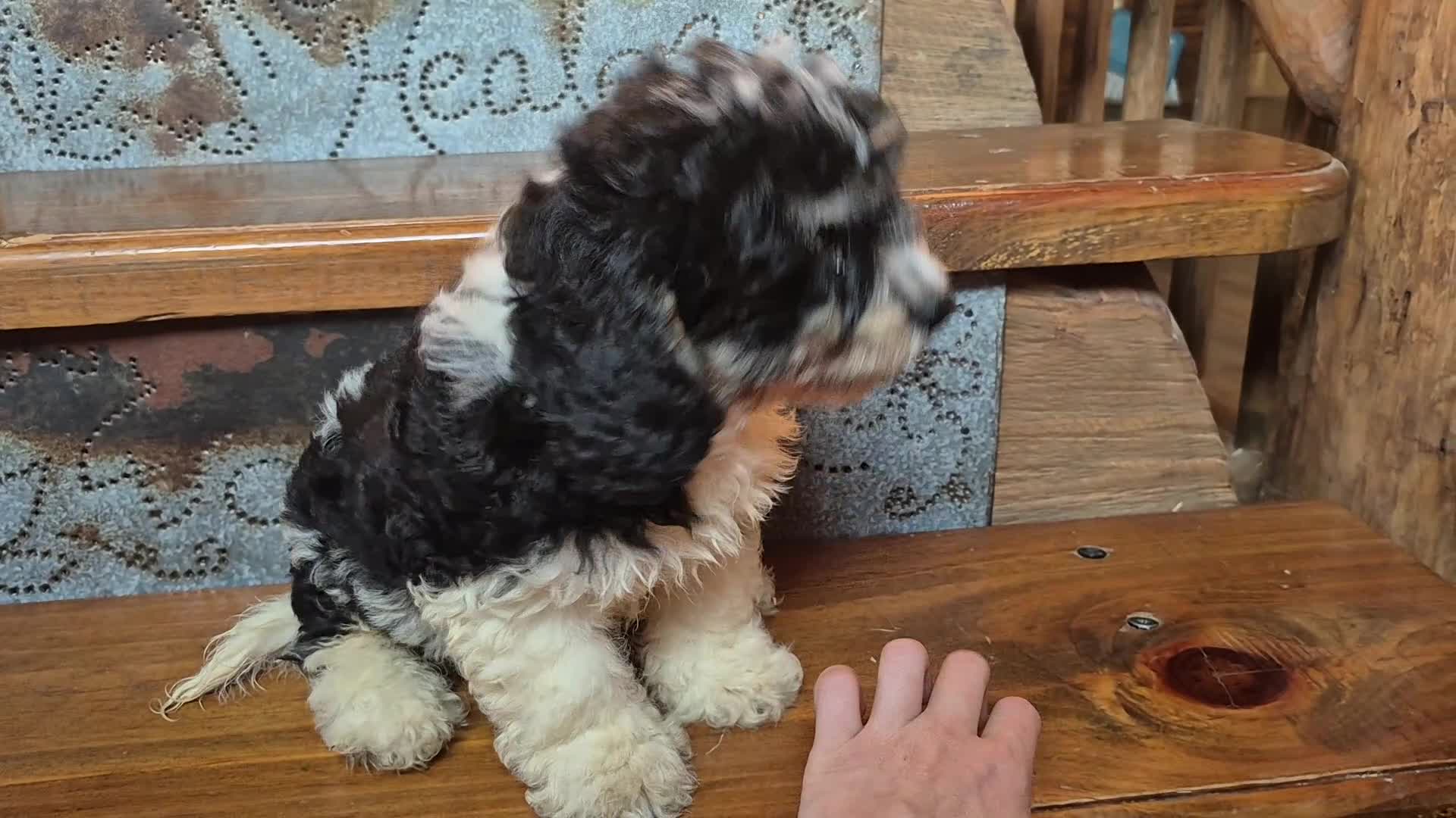 Cavapoochon dogs for sale: Cavapoochon 1 - Video 1