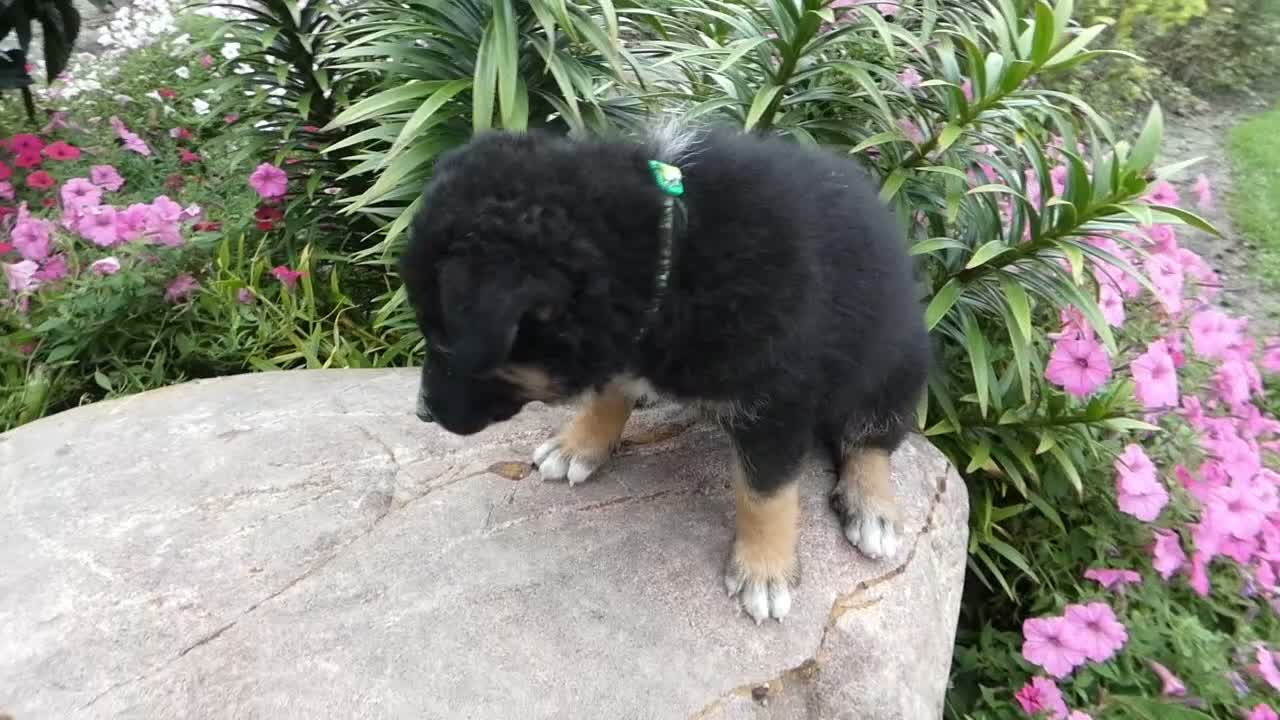 German Shepherd dogs for sale: German Shepherd Georgia 2 - Video 1
