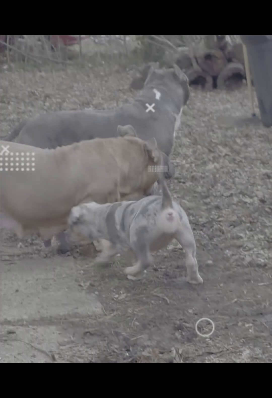 American Bully dogs for sale: Black tri Merle - Video 4