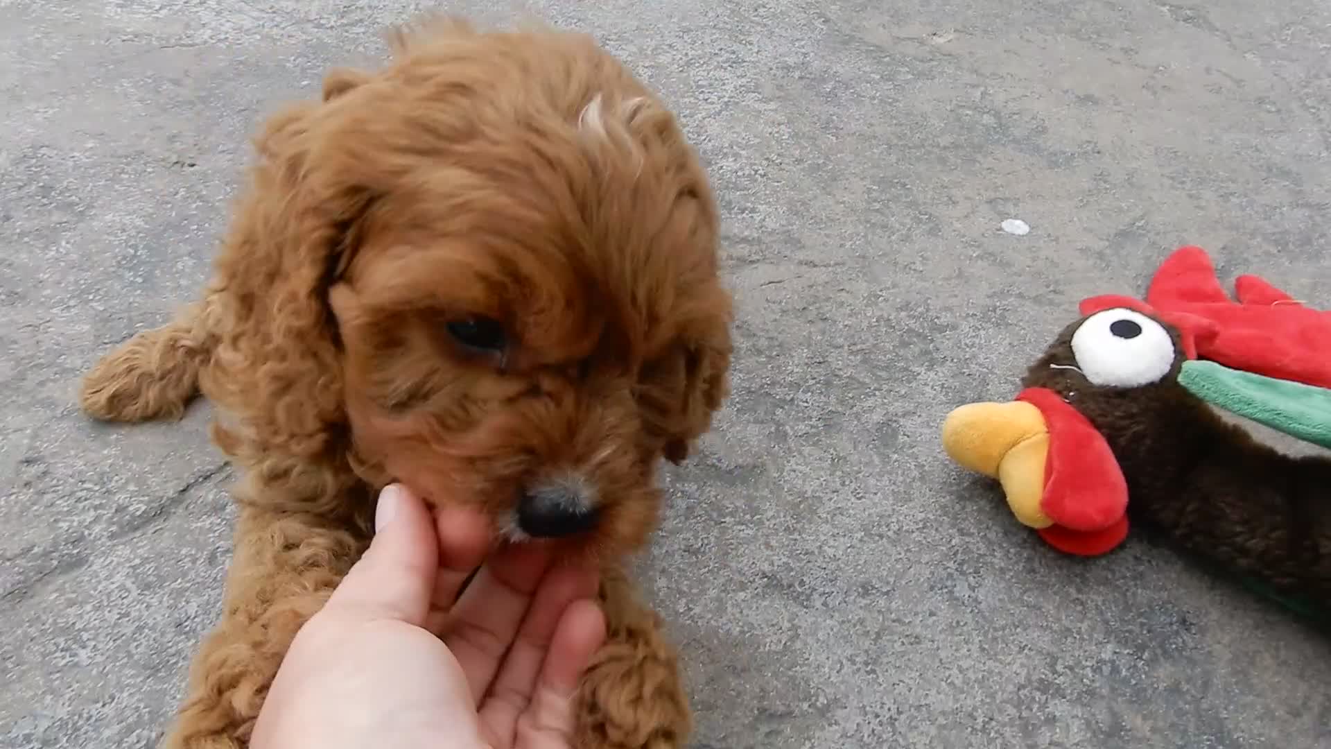 Cavapoo dogs for sale: Miley - Video 1