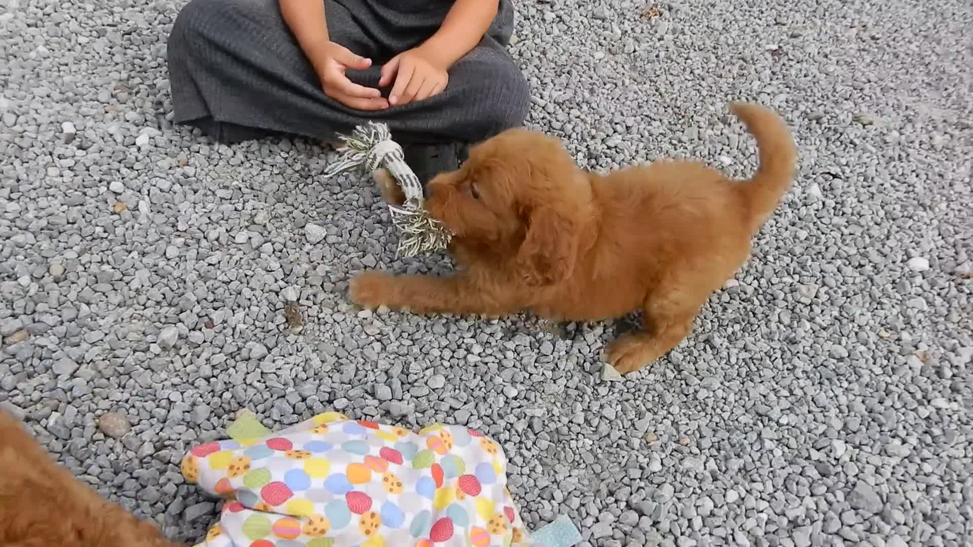 Mini Goldendoodle dogs for sale: Bella - Video 1