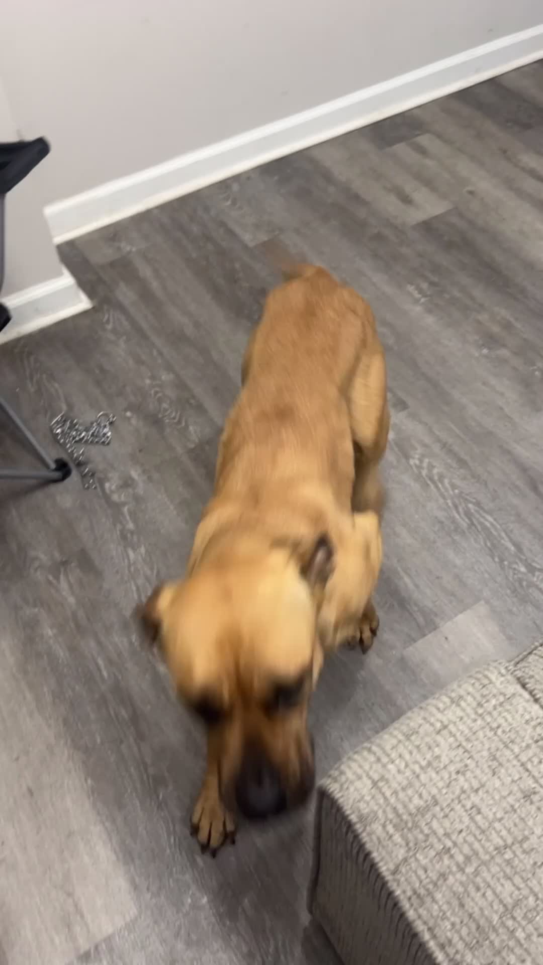 Mixed Breed dogs for sale: Mixed Breed 1 - Video 2