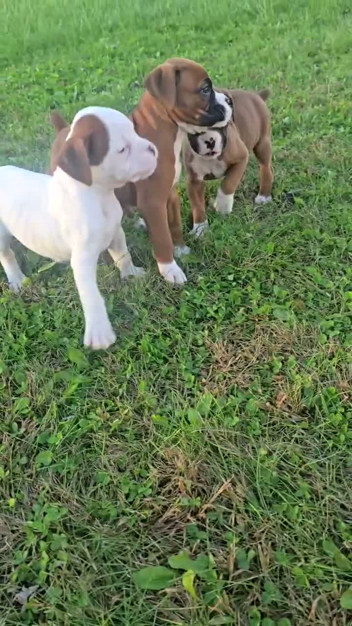 Boxer dogs for sale: Ruthie - Video 2