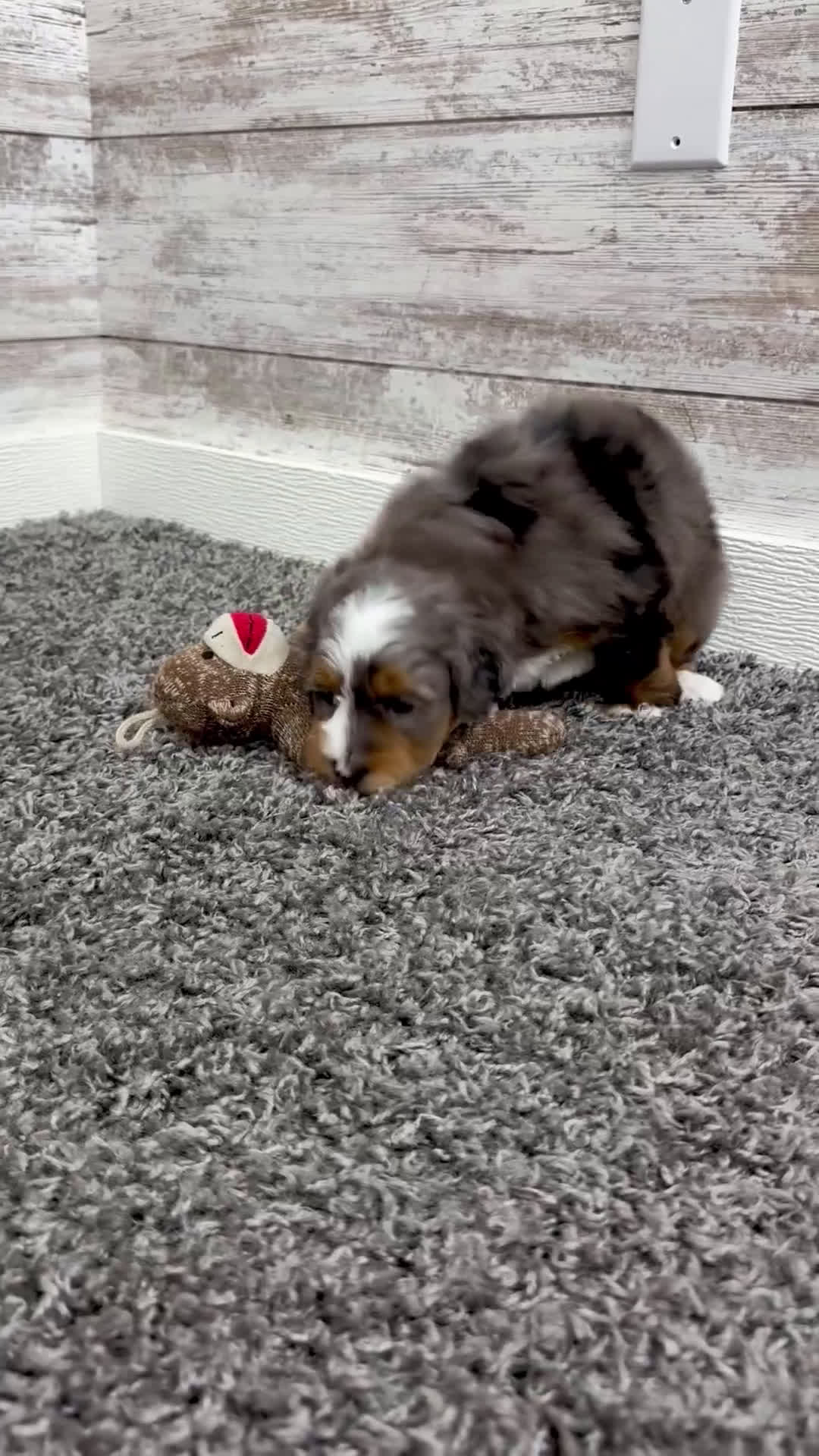 Mini Bernedoodle dogs for sale: Sophia - Video 1