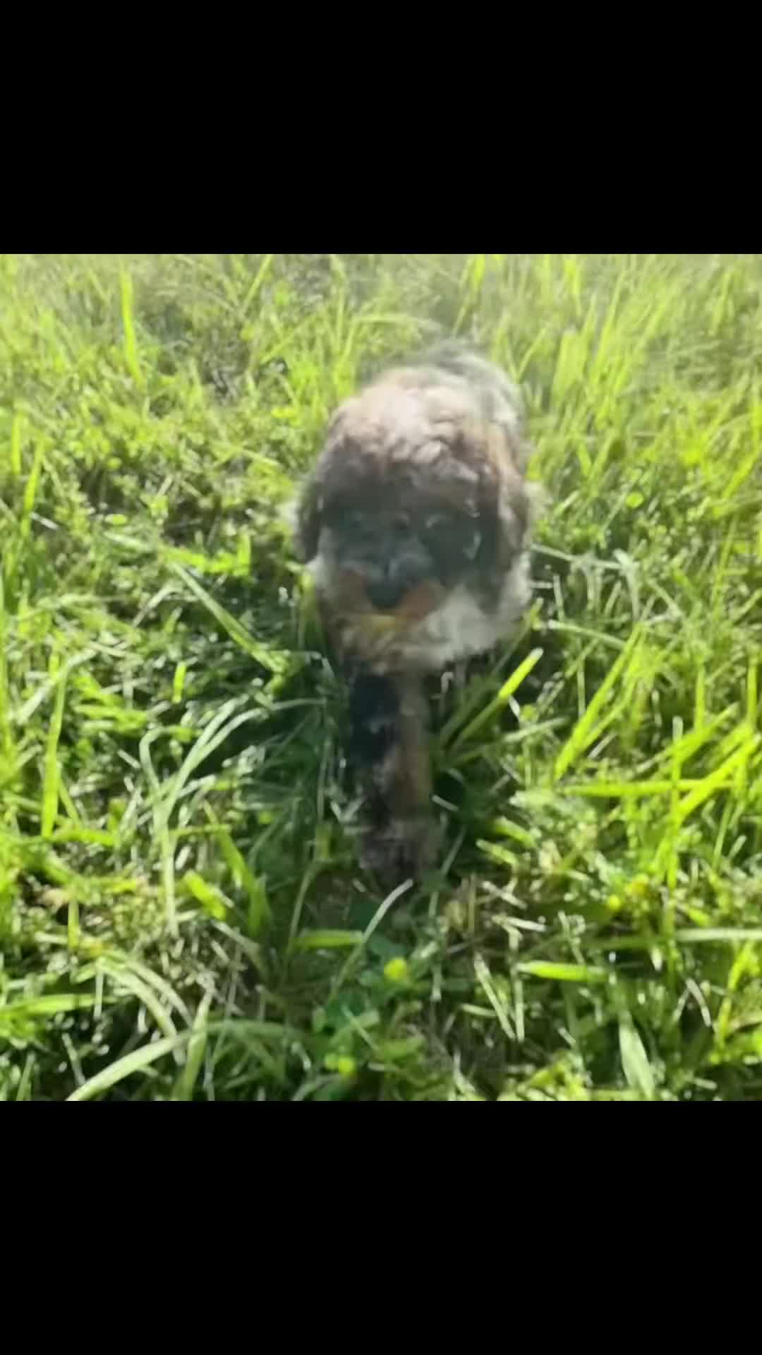 Toy Poodle dogs for sale: Nova AKC - Video 1