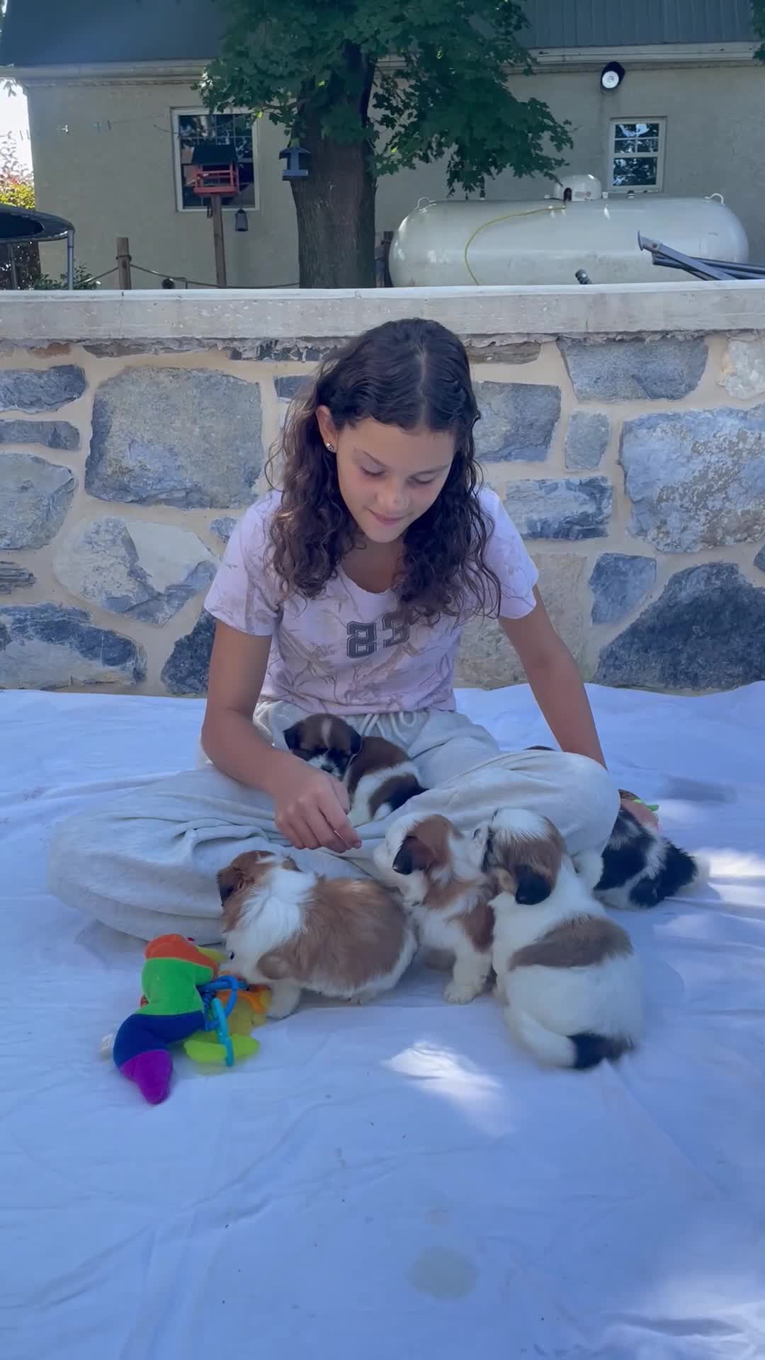 Shih Tzu dogs for sale: Bonnie - Video 1