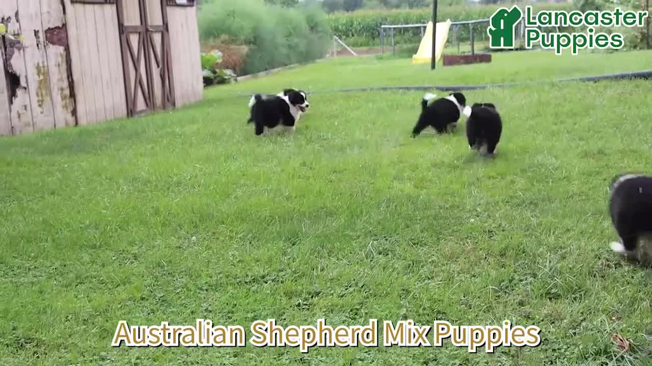 Mixed Breed dogs for sale: Daphne - Video 1