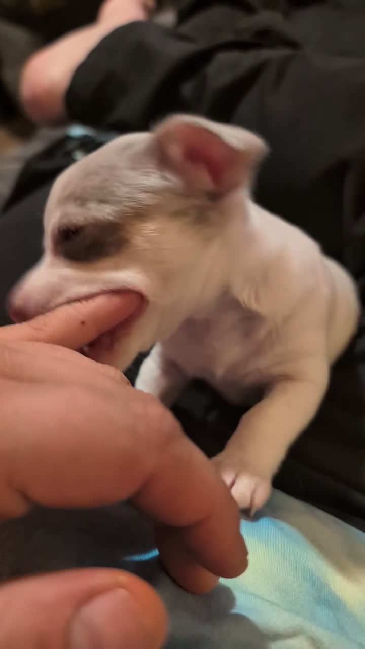 Chihuahua dogs for sale: Pugsley - Video 1
