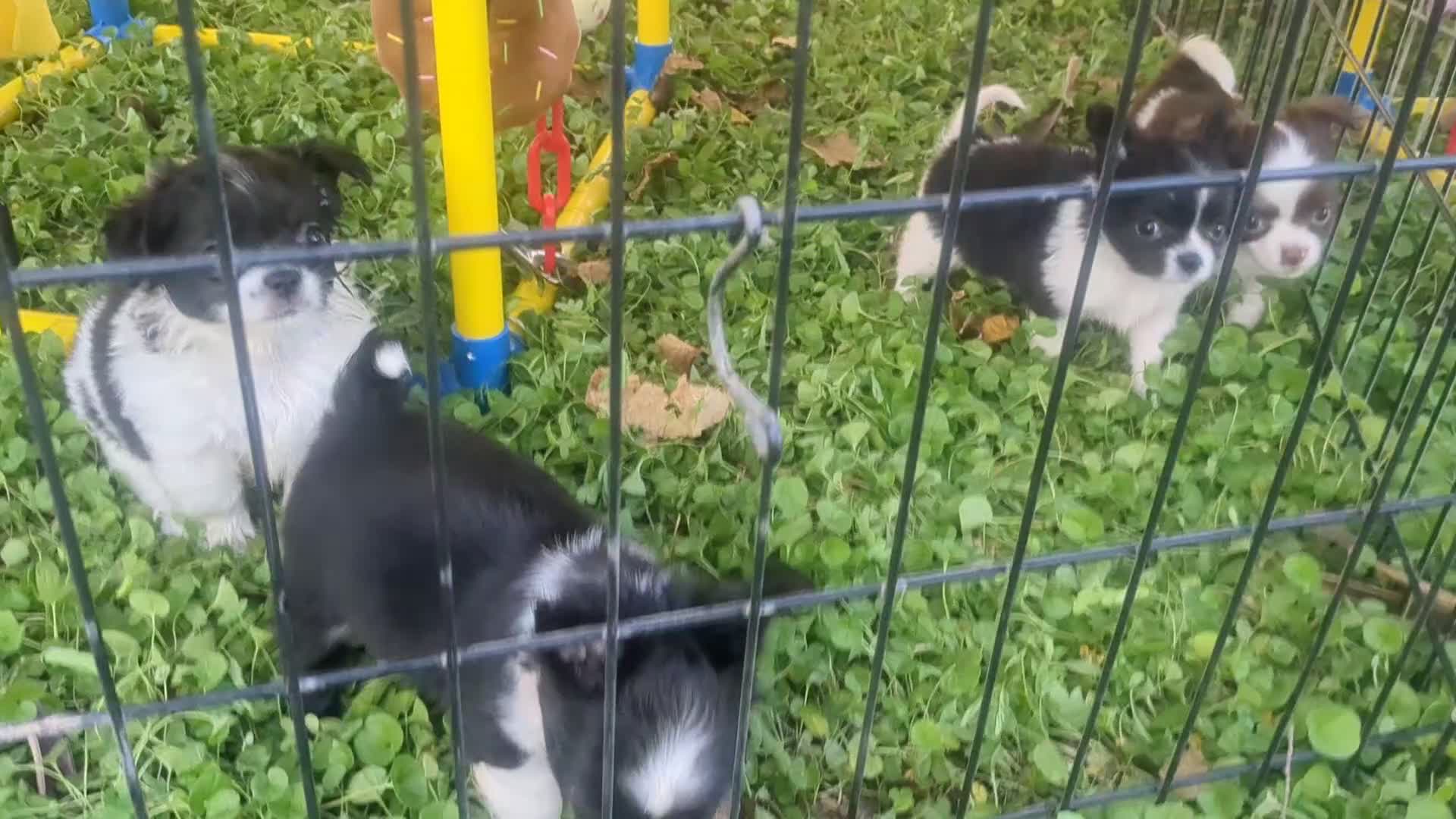 Chihuahua dogs for sale: Medium Coat  Apple Head Panda  Only One Left   - Video 1