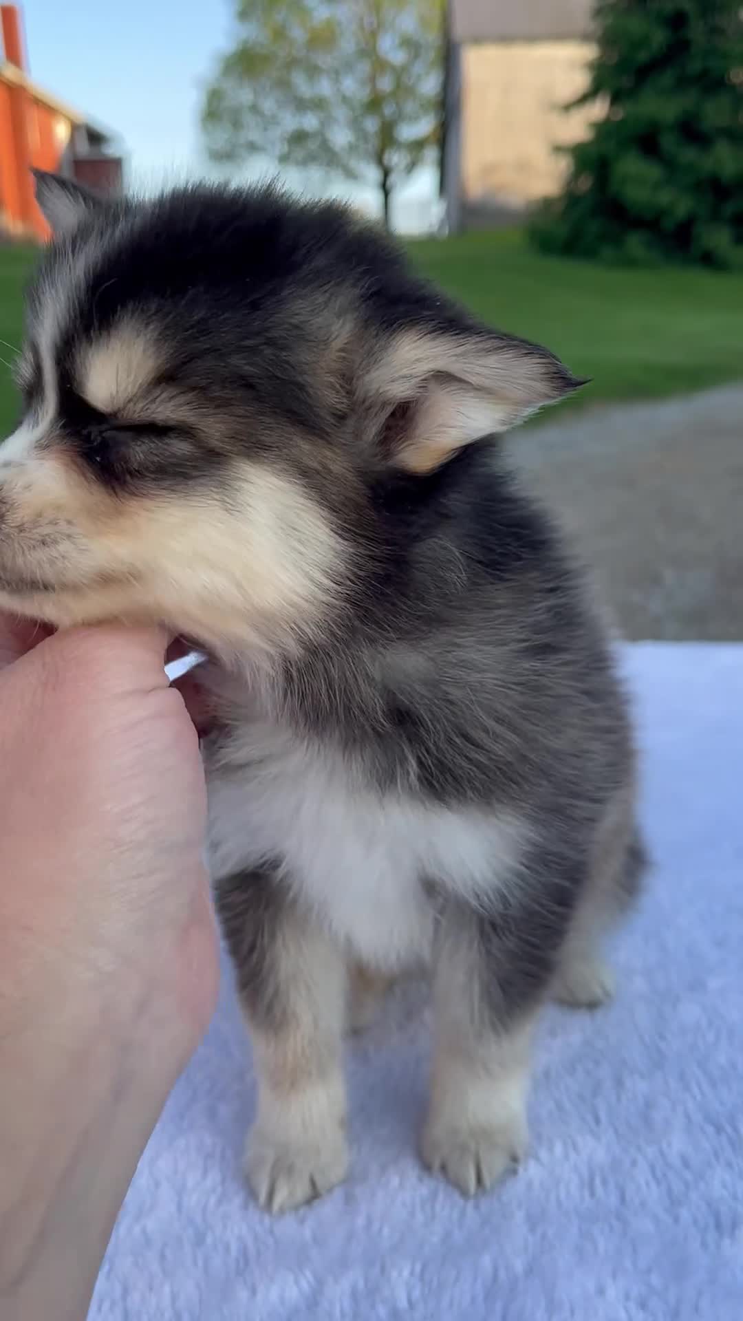 Pomsky dogs for sale: Marley - Video 1