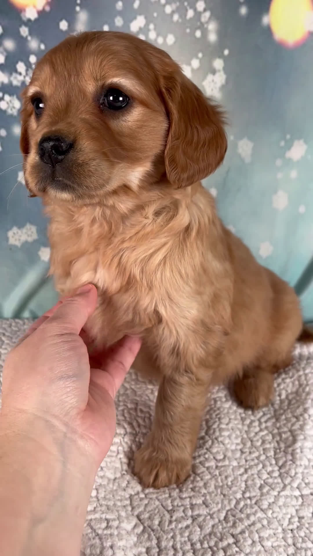 Mixed Breed dogs for sale: Jade - Video 1