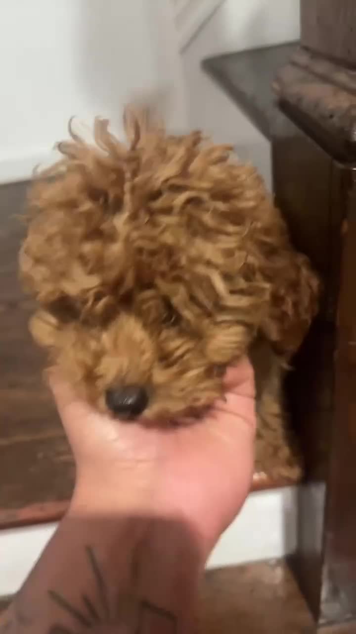 Mini Goldendoodle dogs for sale: Mini Goldendoodle Puppy 2 - Video 3
