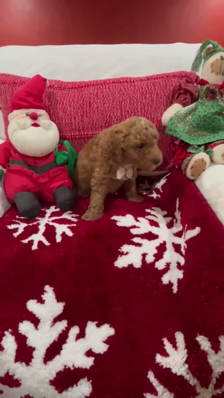 Mini Goldendoodle dogs for sale: Petite Mini Goldendoodle Chocolate Chip - Video 1