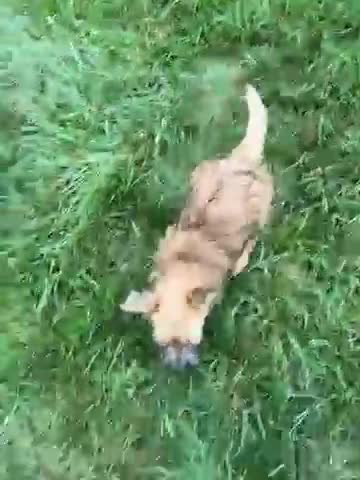 Cairn Terrier dogs for sale: Toby - Video 1