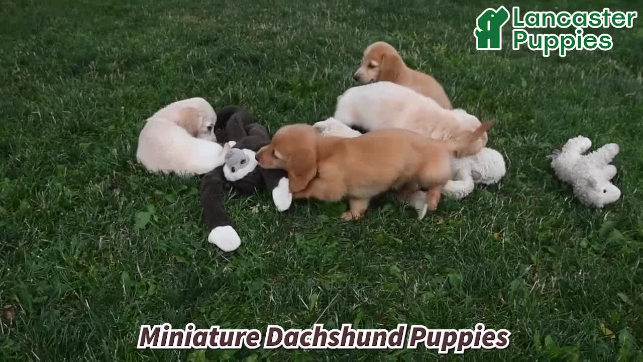 Miniature Dachshund dogs for sale: Rosie - Video 1