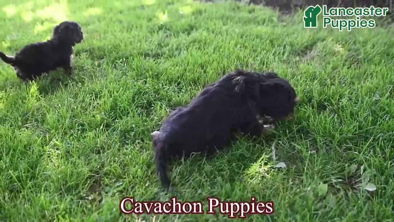 Cavachon dogs for sale: Benji - Video 1