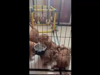 Goldendoodle dogs for sale: Bella - Video 1