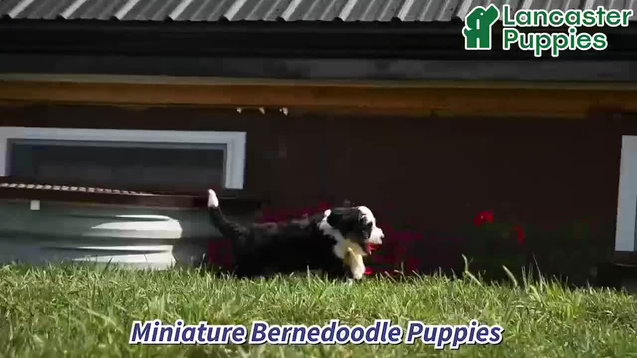 Mini Bernedoodle dogs for sale: Sugar - Video 1