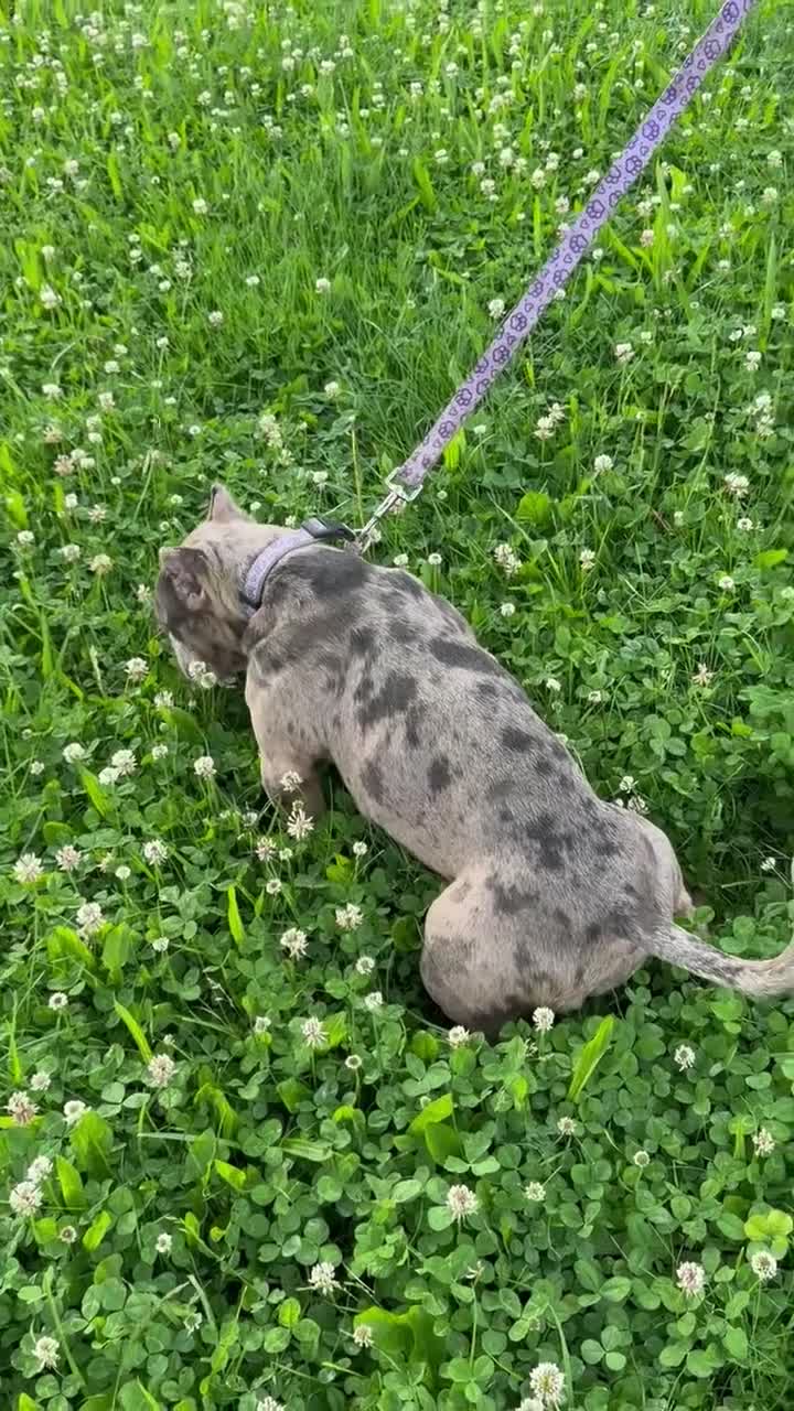 American Bully dogs for sale: Avenga - Video 1