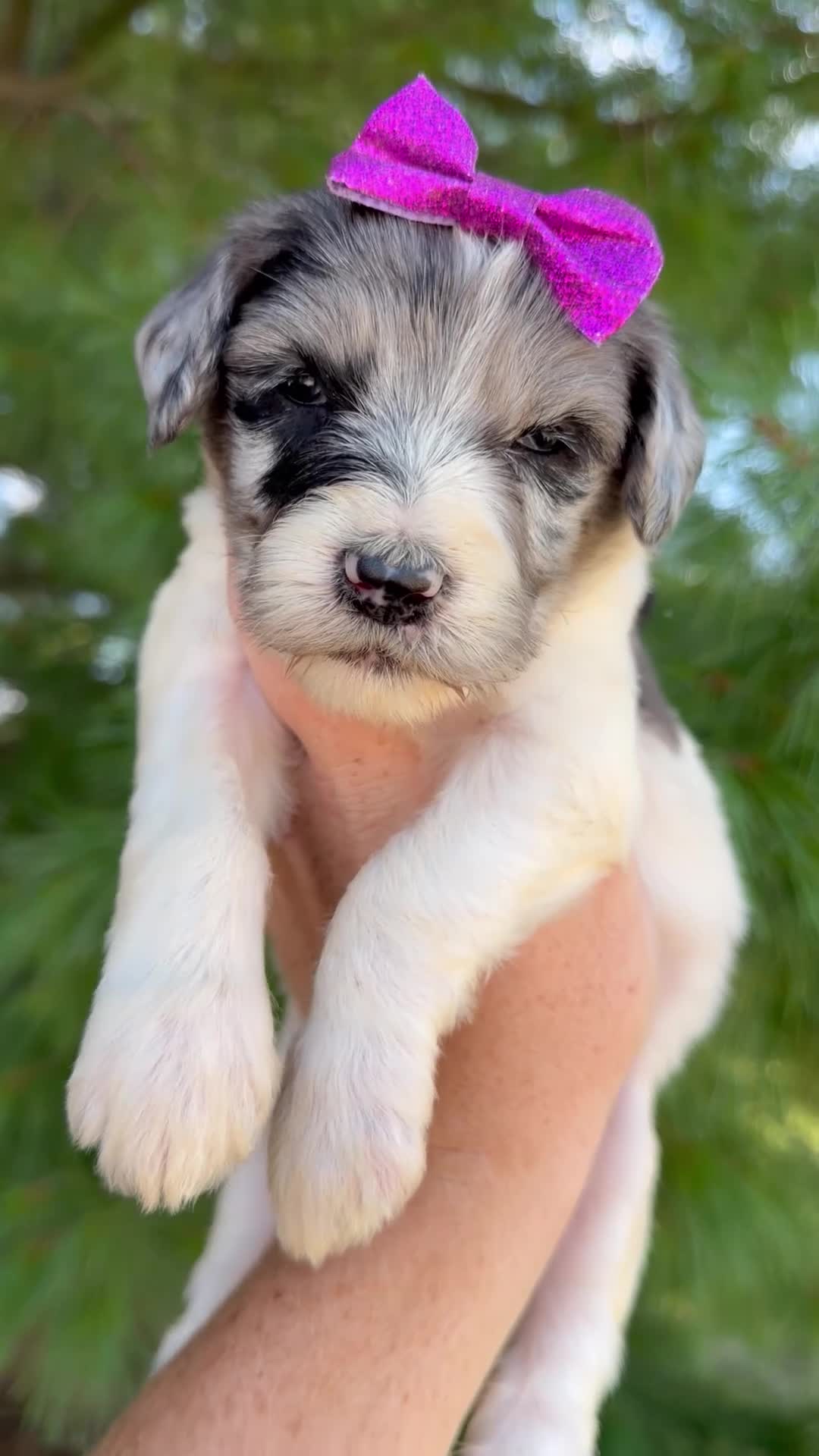 Goldendoodle dogs for sale: Mayhem - Standard F1b - Video 1