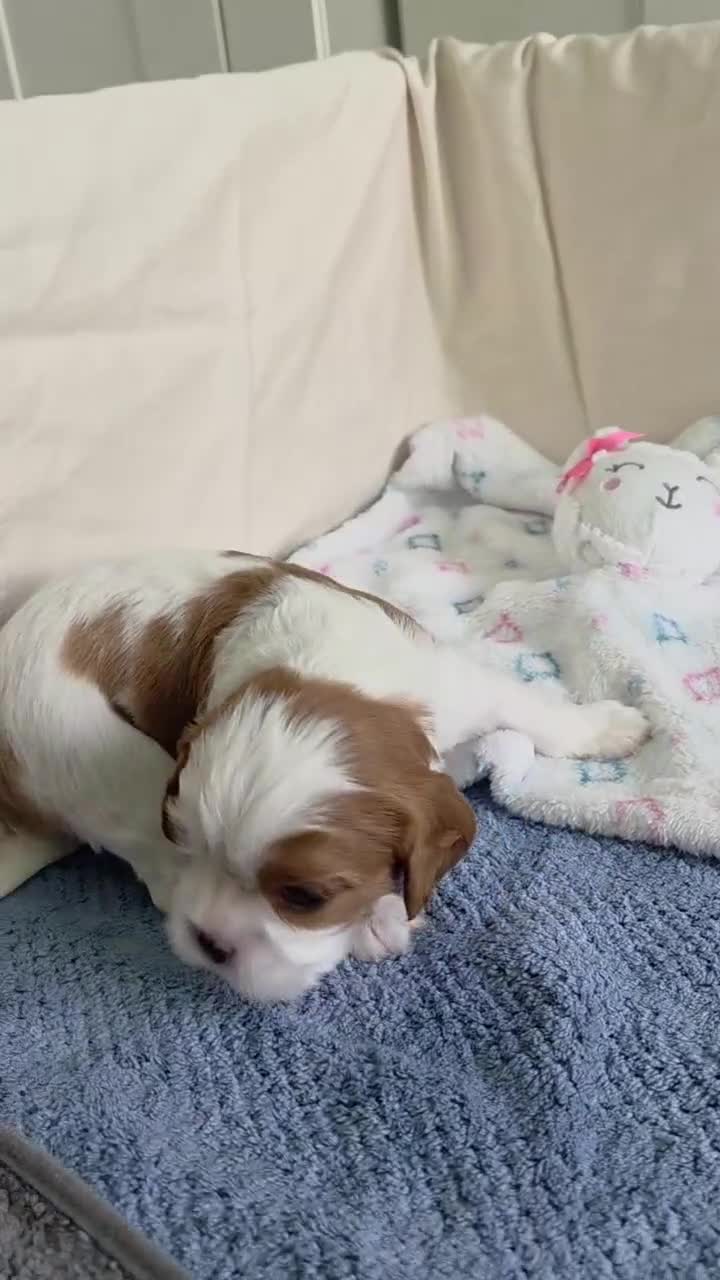 Cavalier King Charles Spaniel dogs for sale: Buster - Video 1