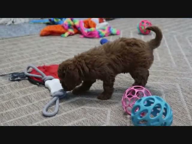 Mini Goldendoodle dogs for sale: Marla - Video 1