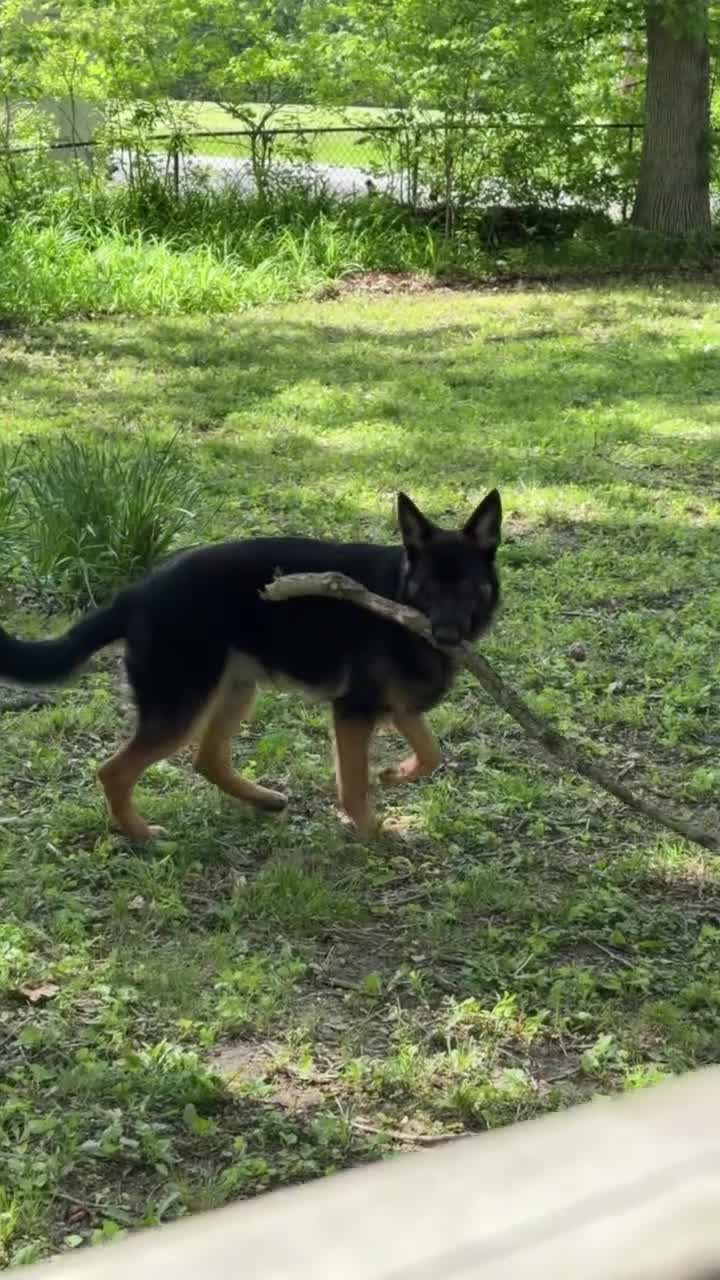 German Shepherd dogs for sale: German Shepherd 1 - Video 1