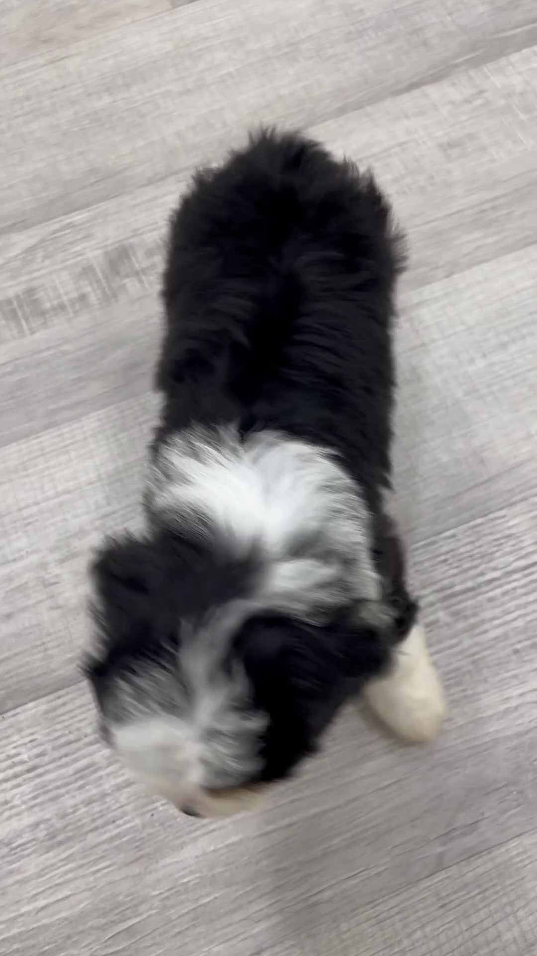 Mini Bernedoodle dogs for sale: Harmony - Video 1