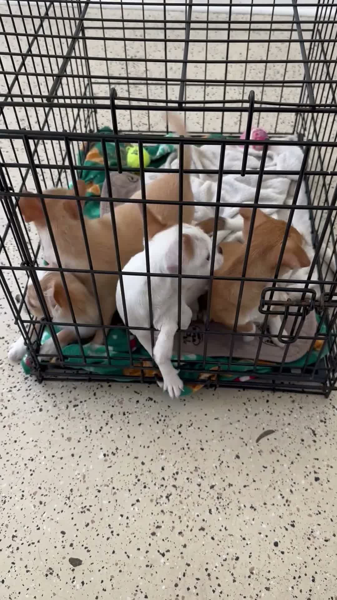 Chihuahua dogs for sale: Sven - Video 1