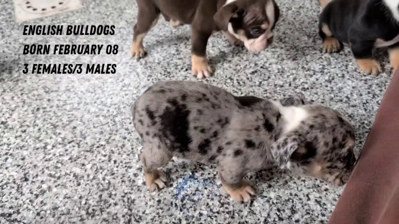 English Bulldog dogs for sale: Zion - Video 2