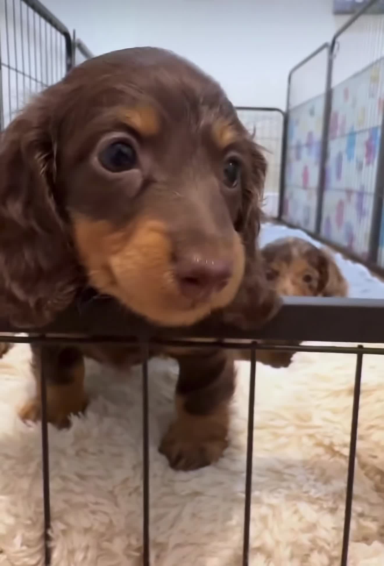 Miniature Dachshund dogs for sale: Charlie  - Video 1