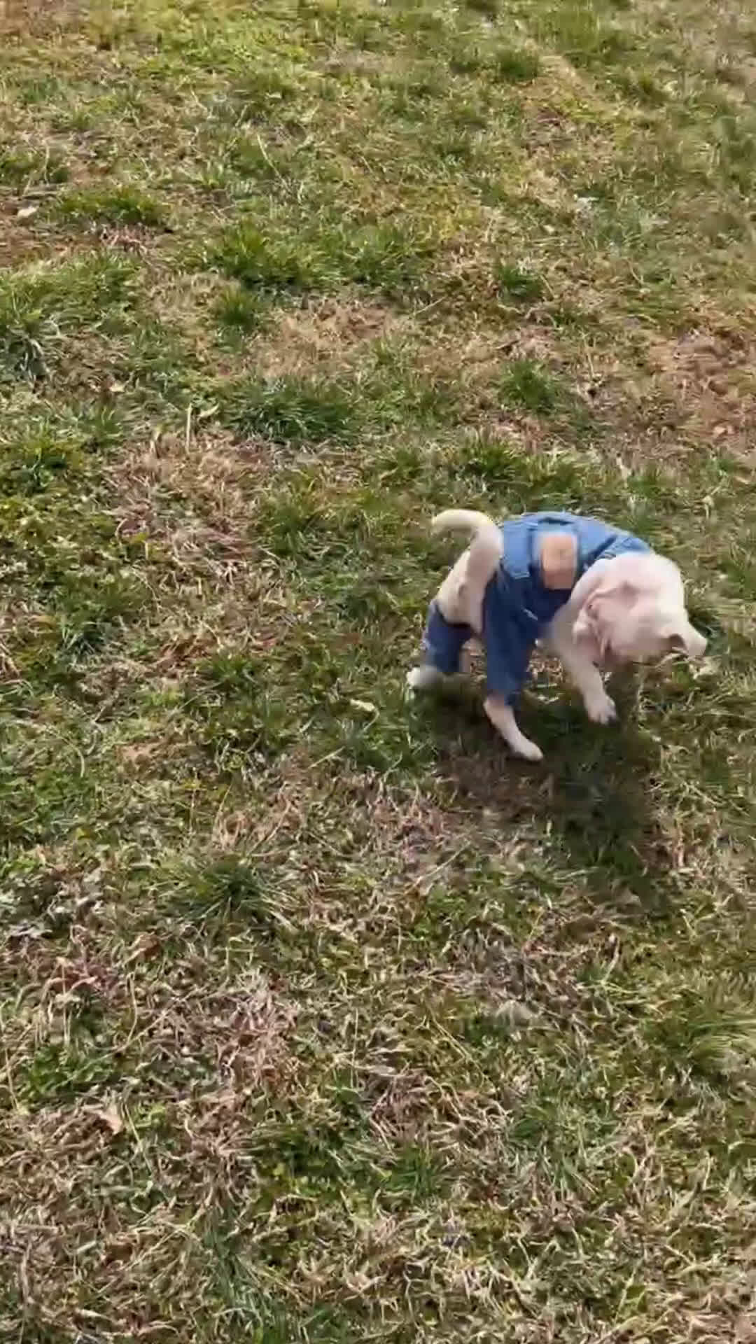 Pug dogs for sale: Pug Puppy 1 - Video 1