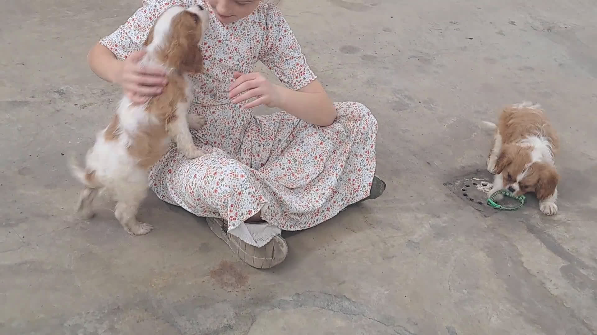 Cavalier King Charles Spaniel dogs for sale: Huxley - Video 1