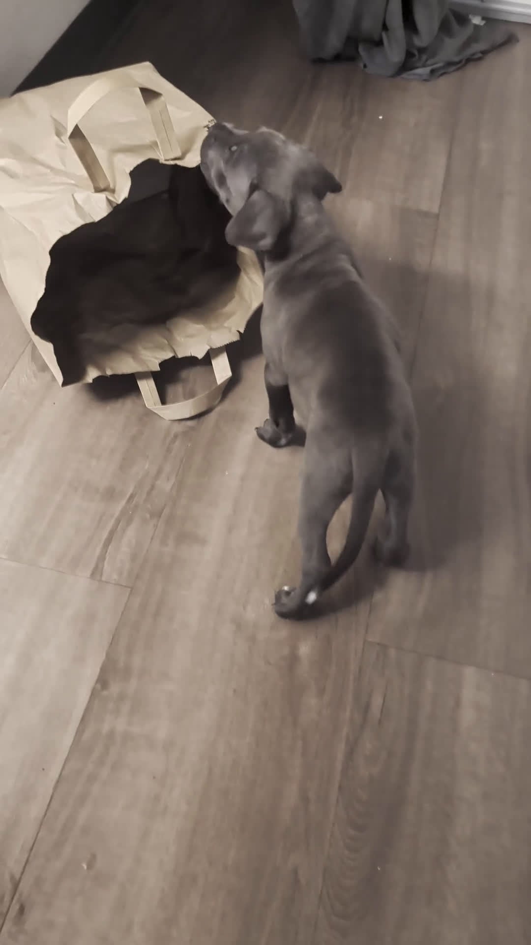 American Pit Bull Terrier dogs for sale: Buddy - Video 2