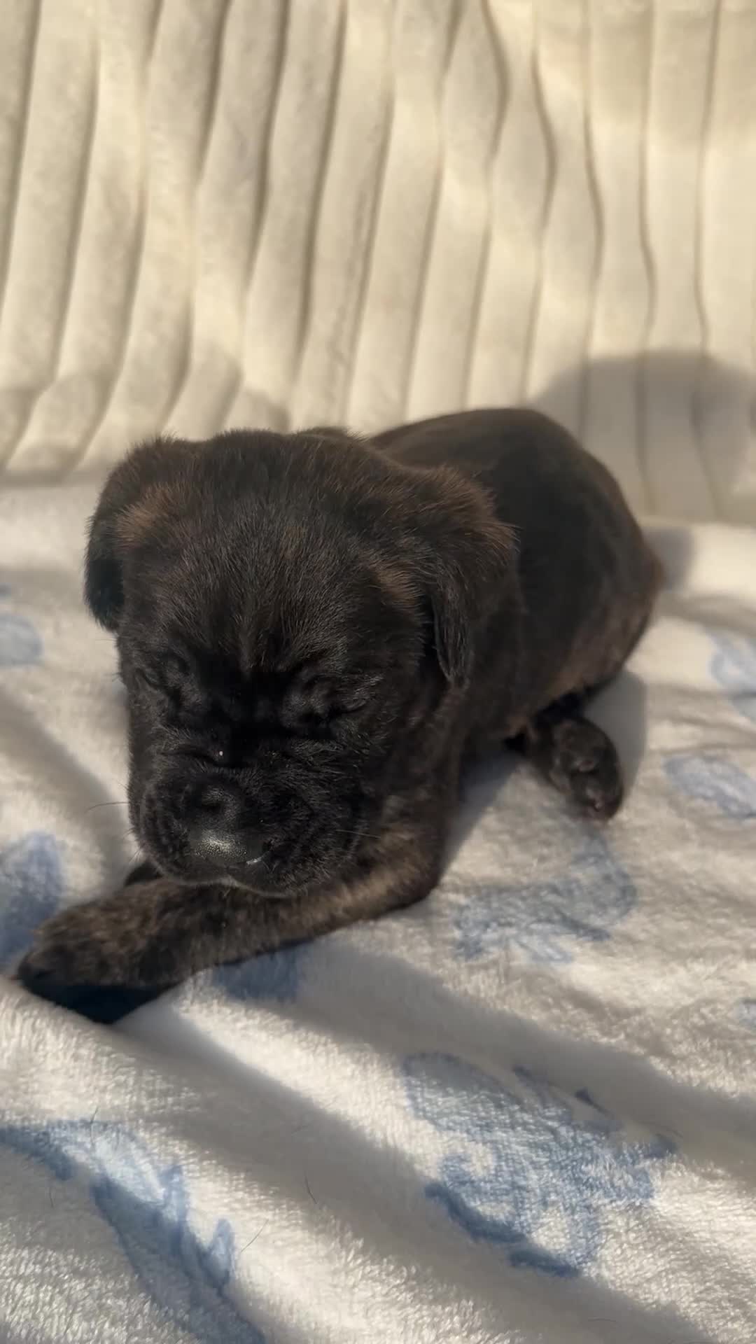 Cane Corso dogs for sale: Black jack  - Video 1