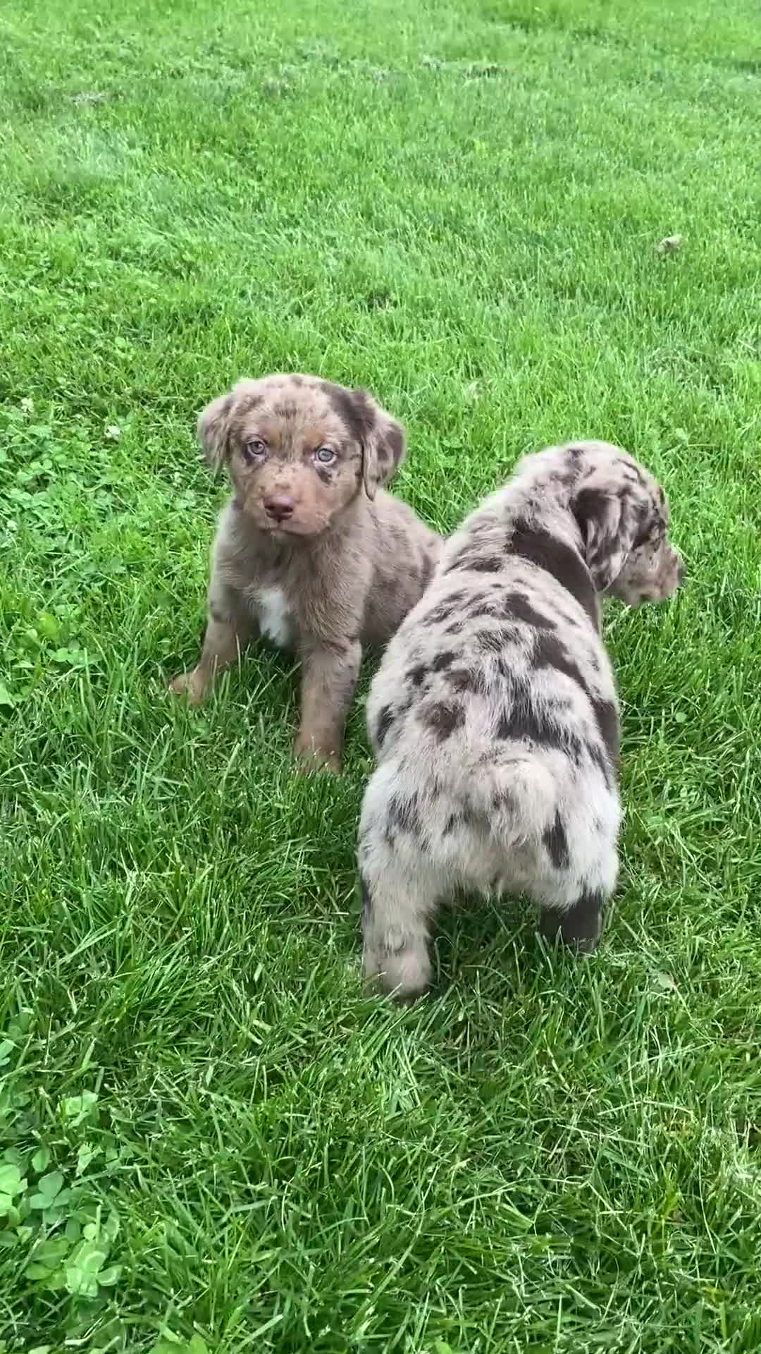 Mixed Breed dogs for sale: Ruby - Video 2