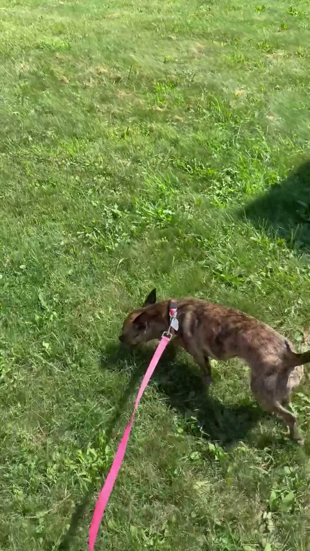 Jack Chi dogs for sale: Tina - Video 1