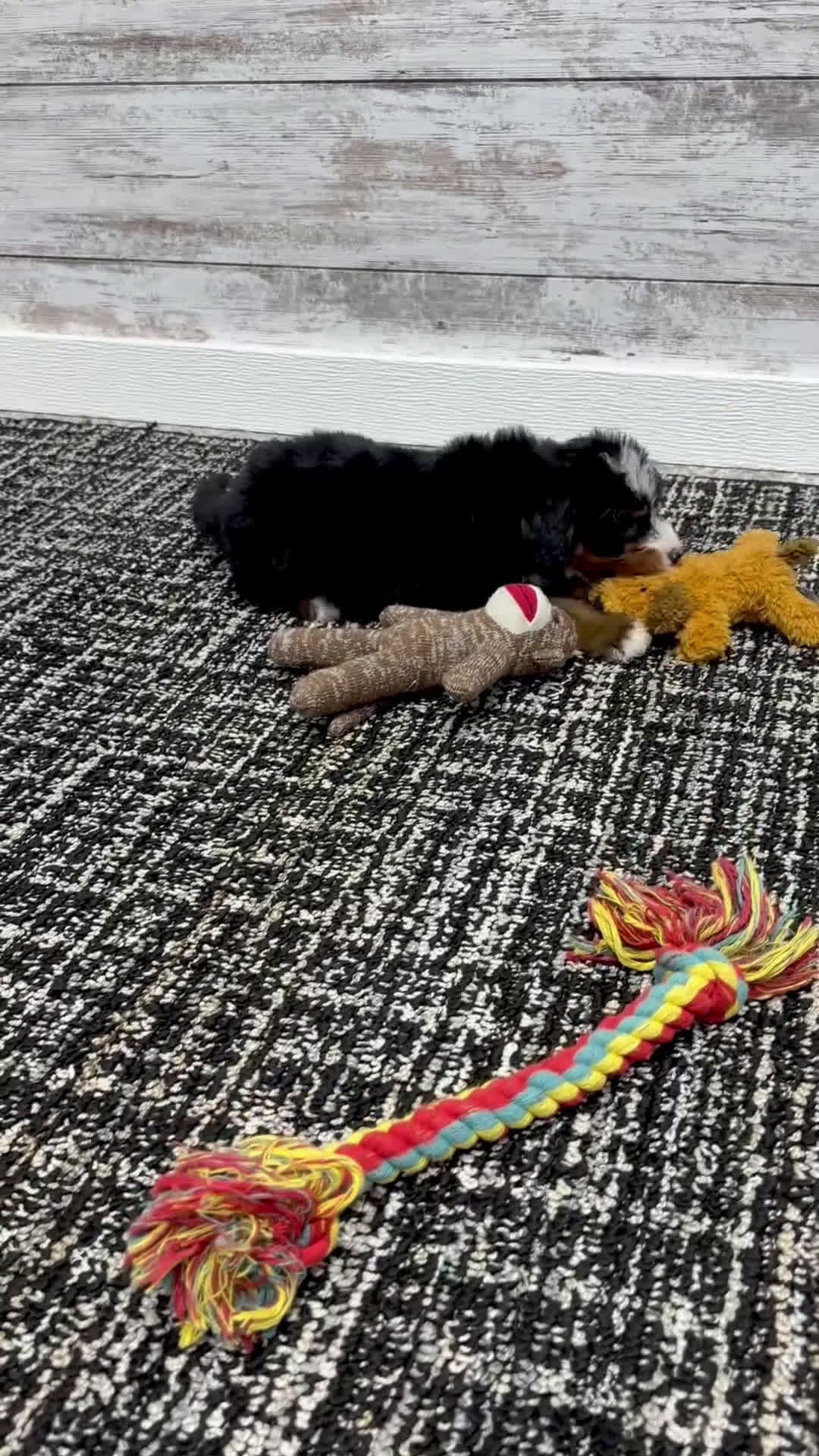 Mini Bernedoodle dogs for sale: 🙋‍♂️ Leo - Video 2