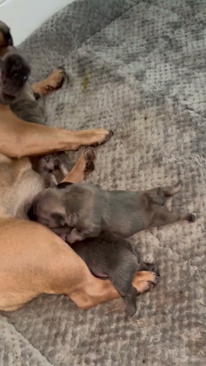 French Bulldog dogs for sale: Pepper - Video 1
